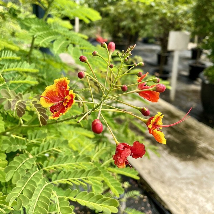 Caesalpinia pulcherrima seeds