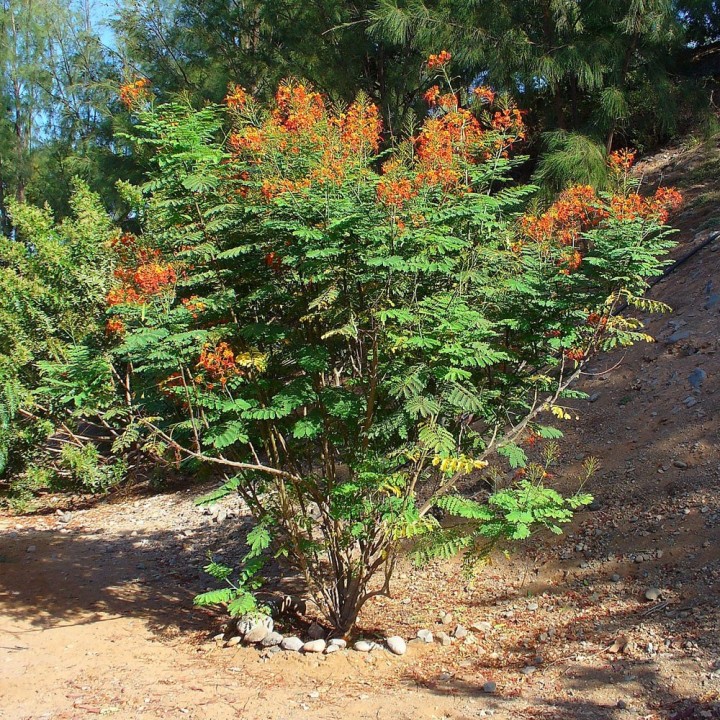 Caesalpinia pulcherrima Seeds | Exotic Tropical Plant