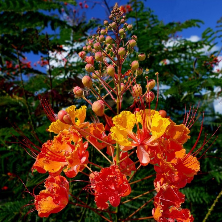 Caesalpinia pulcherrima Seeds | Exotic Tropical Plant