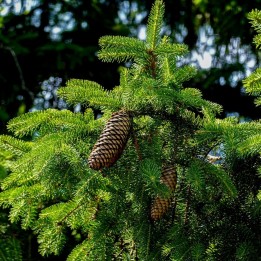 Abies nordmanniana Seeds | Hardy Christmas Tree Fir