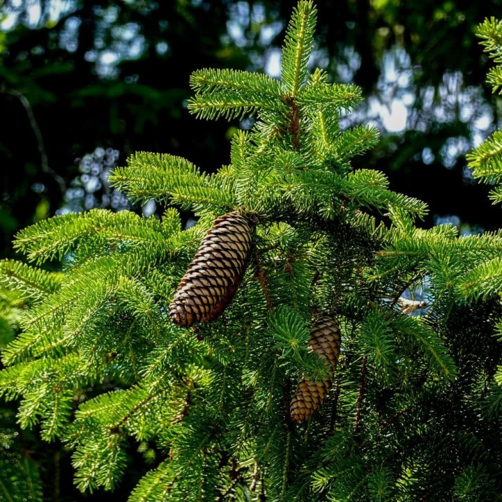 Abies nordmanniana Seeds | Hardy Christmas Tree Fir