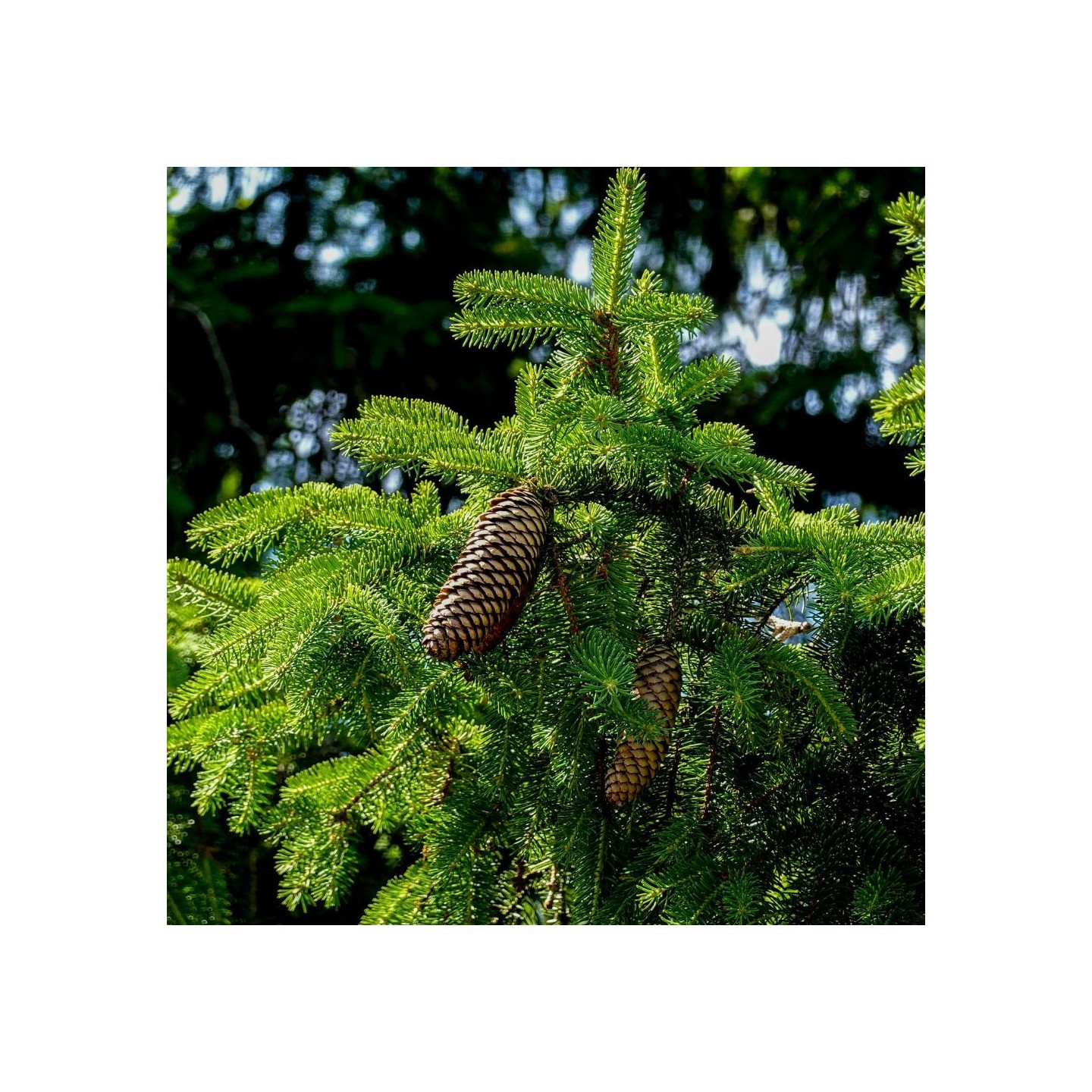 Abies nordmanniana Seeds | Hardy Christmas Tree Fir