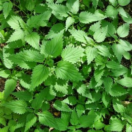 Nettle seeds