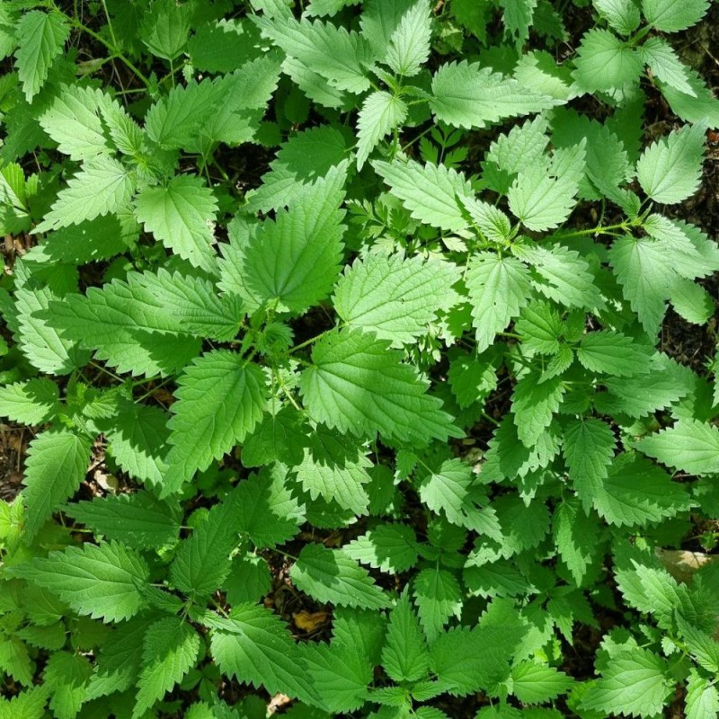 Nettle seeds