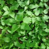 Nettle seeds