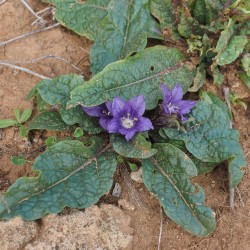 Mandragora - 1 plant