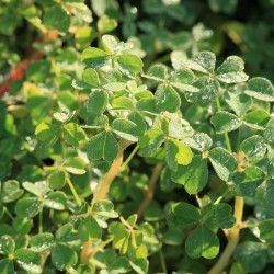 Oca - 1 plant