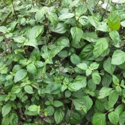 Patchouli - 1 plant
