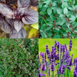 Pack "Herbs for Self-Sufficiency" - Seeds