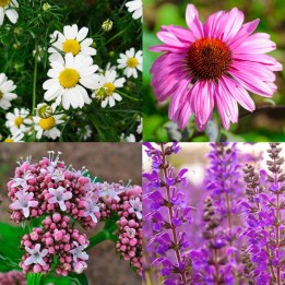 Pack "Medicinal Seeds for Emergencies" - Seeds