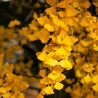 Ginkgo Biloba - 1 Plant