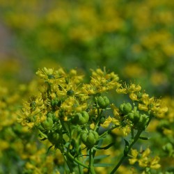 Rue - 1 plant