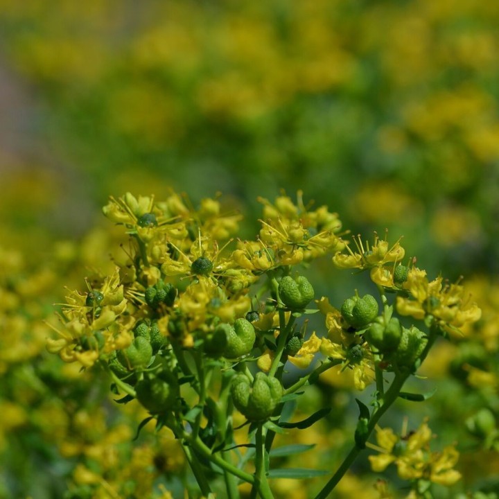 RUDA - 1 PLANT
