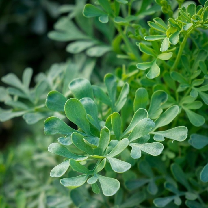 RUDA - 1 PLANT