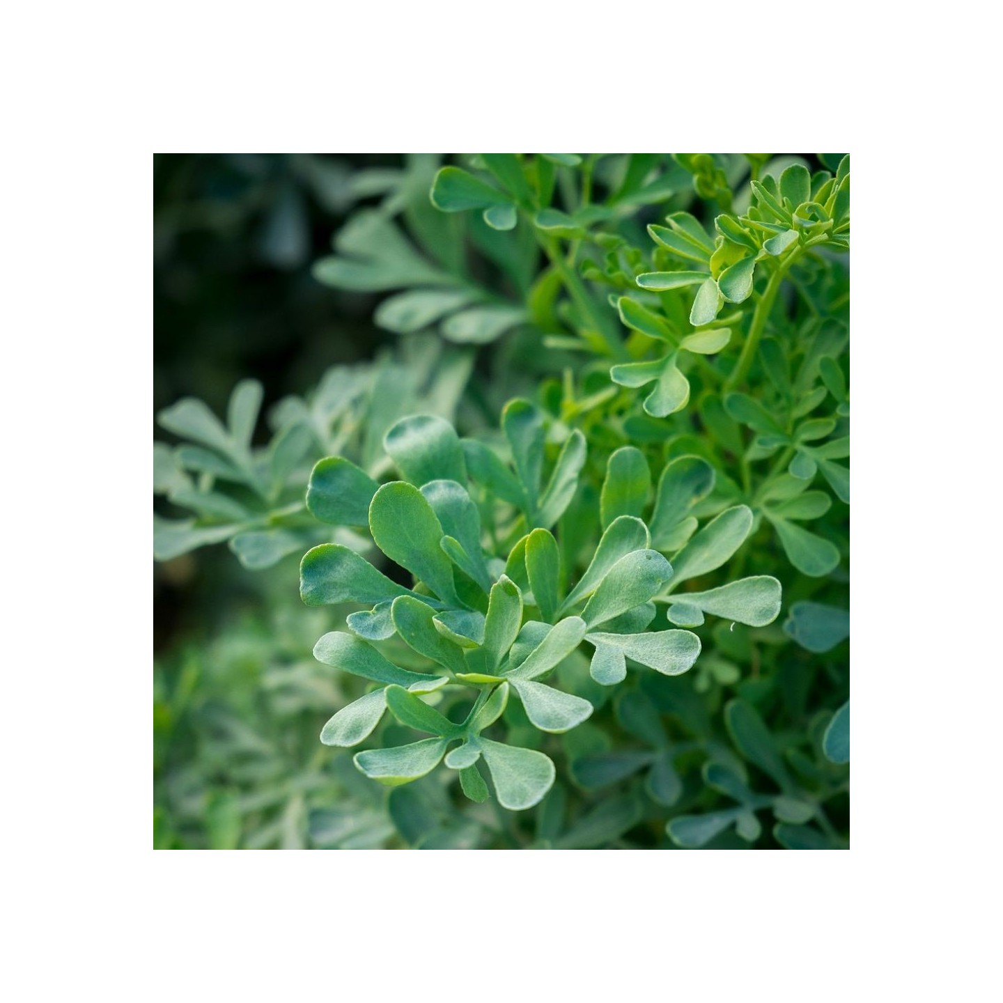 RUDA - 1 PLANT