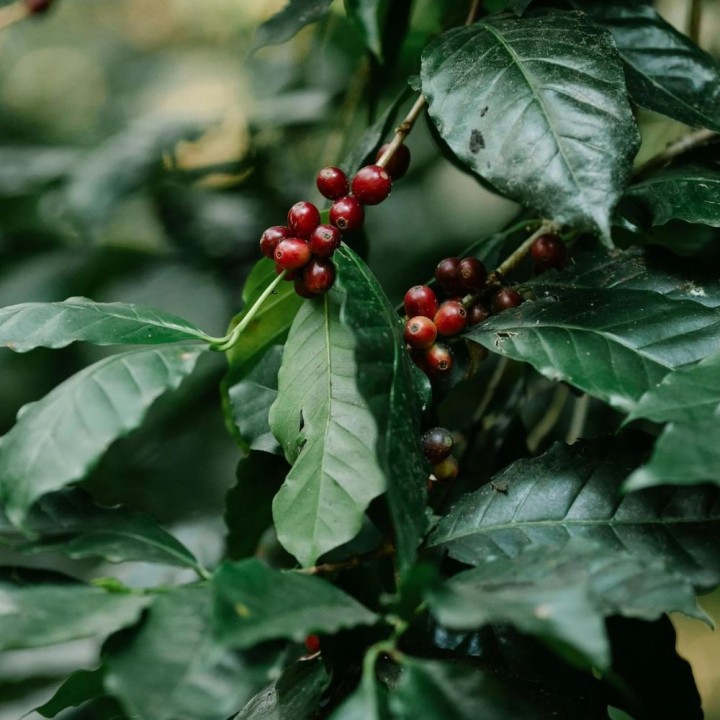 Coffee plant - Plant