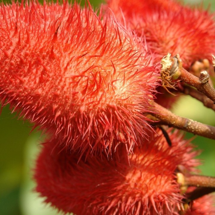 Bixa orellana - Seeds