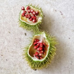 Bixa orellana - Seeds