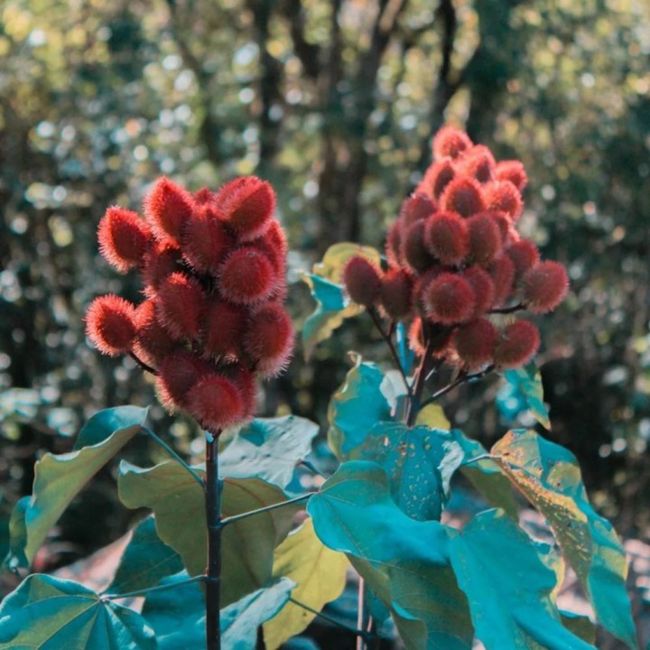 Bixa orellana - Seeds