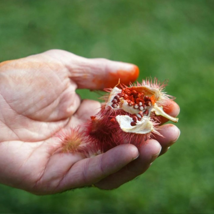 Bixa orellana - Seeds
