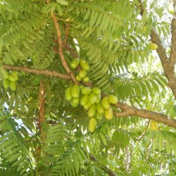 Averrhoa Bilimbi - 5 seeds