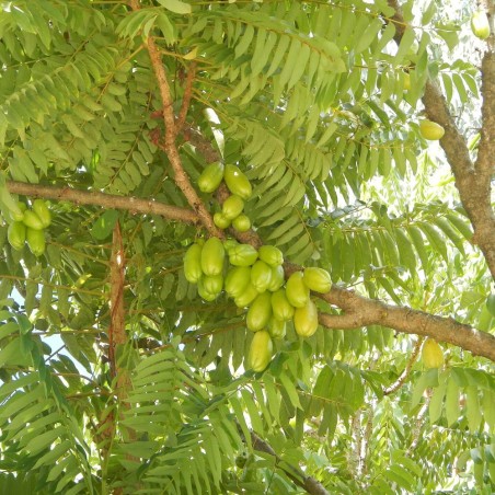 Averrhoa Bilimbi - 5 seeds Averrhoa Bilimbi - 5 seeds
