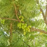 Averrhoa Bilimbi - 5 seeds