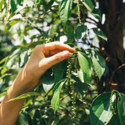 Black pepper - Seeds