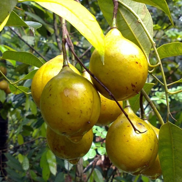 Nutmeg - 1 seed