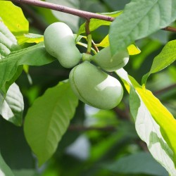 Pawpaw - 4 seeds