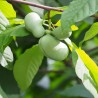 Pawpaw - 4 seeds