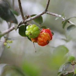 Surinam cherry - 1 seed