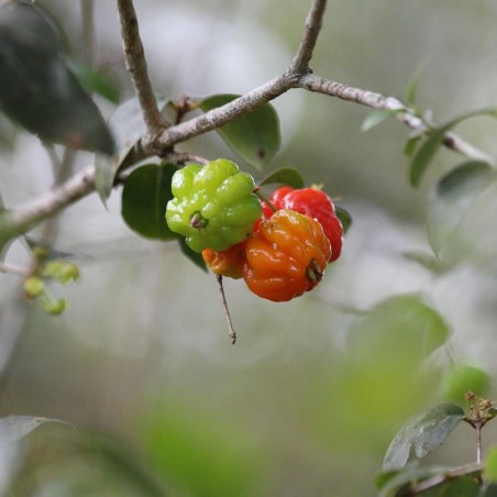 Surinam cherry - 1 seed Surinam cherry - 1 seed