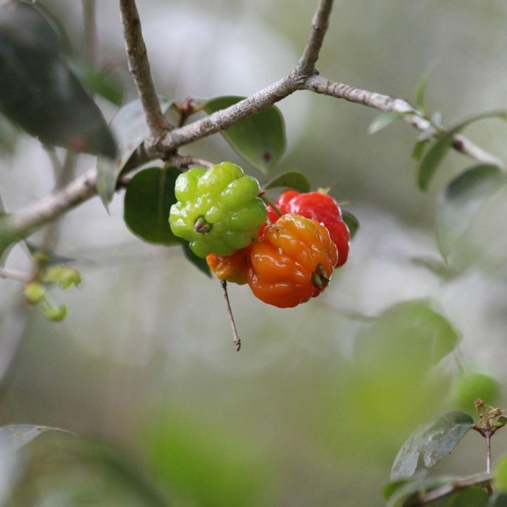 Surinam cherry - 1 seed