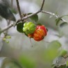 Surinam cherry - 1 seed