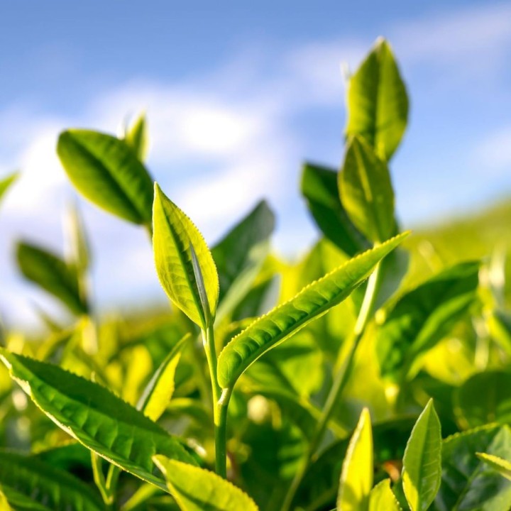 Tea tree - 4 seeds