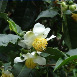 Tea tree seeds