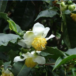 Tea tree - 4 seeds