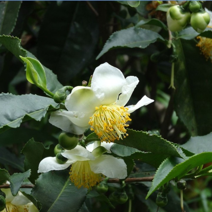 Tea tree seeds