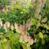 Kalachoe pinnata - 1 plant