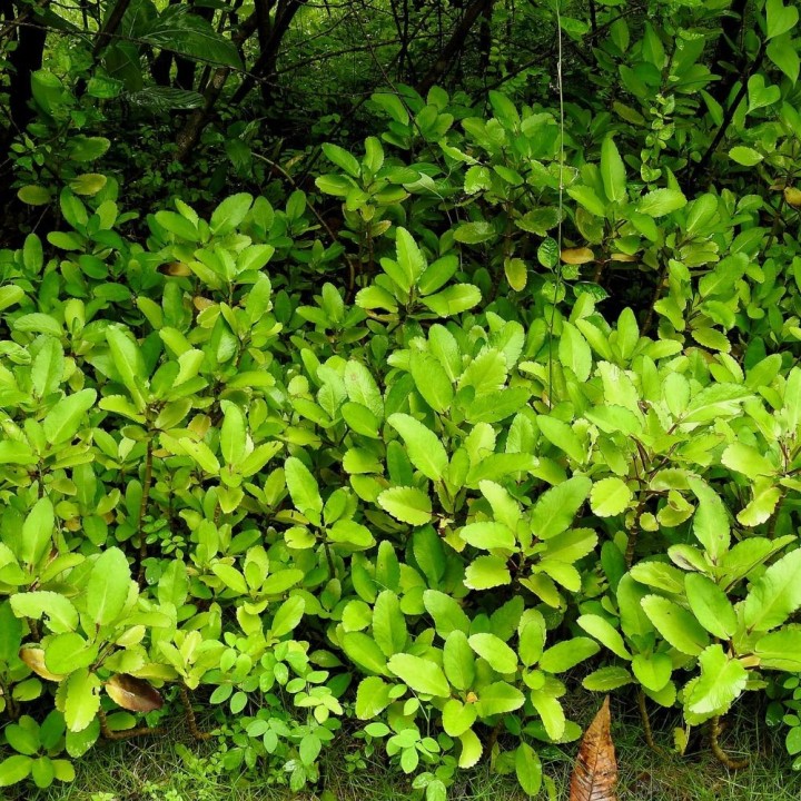 Kalachoe pinnata - 1 Plant
