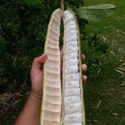 Ice-cream bean - 3 seeds