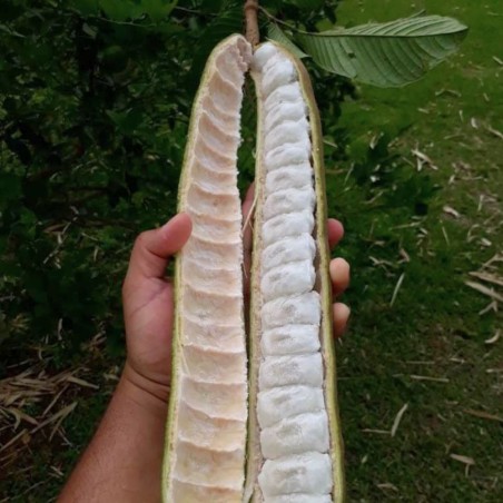 Ice-cream bean - 3 seeds Ice-cream bean - 3 seeds