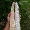 Ice-cream bean - 3 seeds