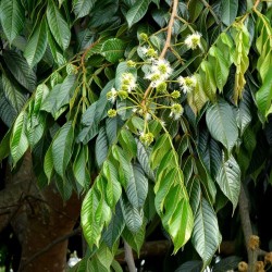 Ice-cream bean - 3 seeds - Pre-order (shipping in June)