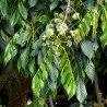 Ice-cream bean - 3 seeds - Pre-order (shipping in June)