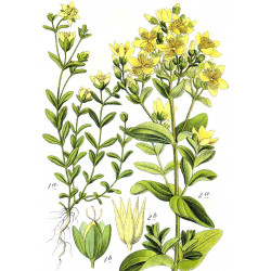 Hypericum tetrapterum - 100 seeds