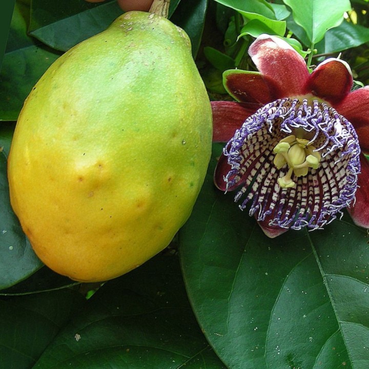 Passiflora alata - Seeds