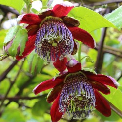 Passiflora alata - 10 seeds