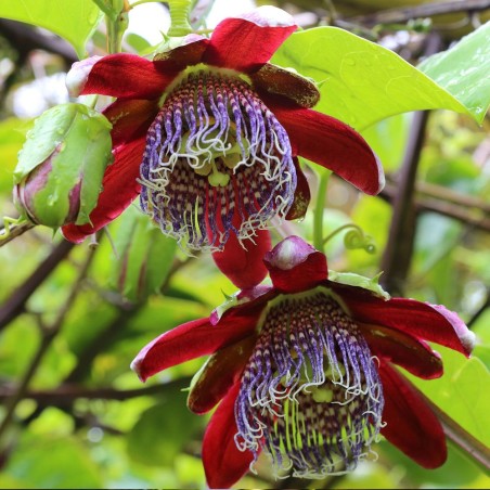 Passiflora alata - 10 seeds Passiflora alata - 10 seeds